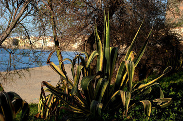 AGAVE selvatica sul mare in Sicilia a Cefalù. Fotografie di Giulio Azzarello ©2014. AGAVE selvatica sul mare in Sicilia a Cefalù. Fotografie di Giulio Azzarello ©2014.