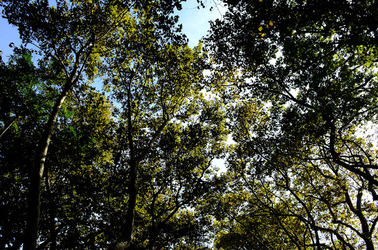 GIARDINI della BIENNALE a Venezia. Foto di Giulio Azzarello &copy;2015 2016.