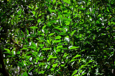 AGRUMETO SICILIANO in autunno. Fotografie di Giulio Azzarello &copy;2014.