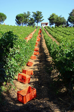 VENDEMMIA a S.Cristina Gela in Sicilia. Fotografie di Giulio Azzarello &copy;2016.