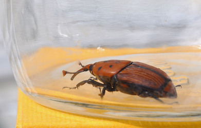 IL COLEOTTERO ROSSO e la moritura delle palme. Fotografie di Giulio Azzarello &copy;2014.