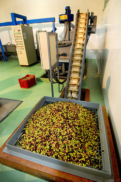 TIPICO FRANTOIO fotografie di Giulio Azzarello ©2014. TIPICO FRANTOIO fotografie di Giulio Azzarello ©2014.