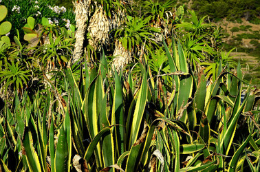 ISOLA DI USTICA la natura. Fotografie di Giulio Azzarello &copy;2016.