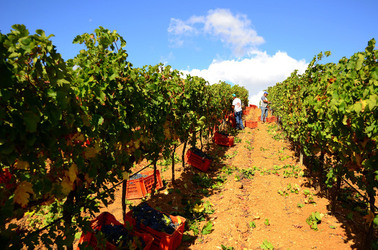 VENDEMMIA di AUTUNNO a S.Cristina Gela in Sicilia. Fotografie di Giulio Azzarello &copy;2016.