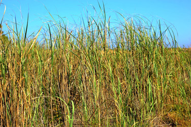 CANNETI in SICILIA. Fotografie di Giulio Azzarello &copy;2016.