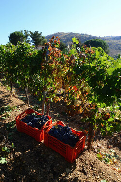 VENDEMMIA a S.Cristina Gela in Sicilia. Fotografie di Giulio Azzarello &copy;2016.