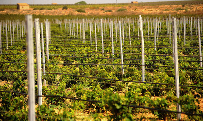 VIGNETO GIOVANE in Sicilia fotografie di Giulio Azzarello &copy;2016.