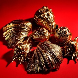 CONCHIGLIE. Fotografia di Giulio Azzarello &copy;2023.