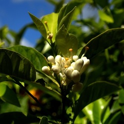 GIARDINO SICILIANO. Fotografie di Giulio Azzarello ©2024. GIARDINO SICILIANO. Fotografie di Giulio Azzarello ©2024.