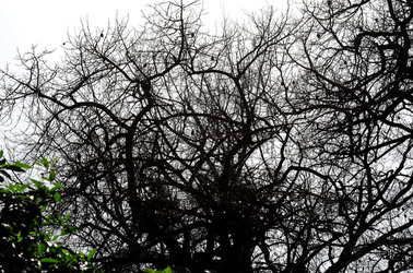 ORTO BOTANICO di Palermo in inverno. Fotografie di Giulio Azzarello &copy;2016.