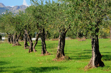 CALTABELLOTTA in Sicilia. Fotografie di Giulio Azzarello ©2014.