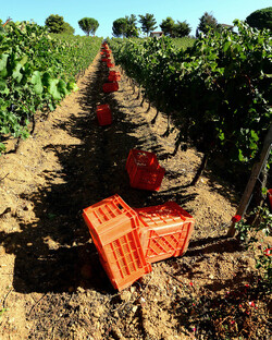 VENDEMMIA a S.Cristina Gela in Sicilia. Fotografie di Giulio Azzarello &copy;2016.