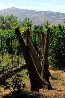 GIARDINO fotografie di Giulio Azzarello ©2019. GIARDINO fotografie di Giulio Azzarello ©2019.