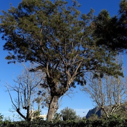 ALBERI. Fotografie di Giulio Azzarello &copy;2024.