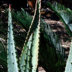 GIARDINO fotografie di Giulio Azzarello ©2019. GIARDINO fotografie di Giulio Azzarello ©2019.