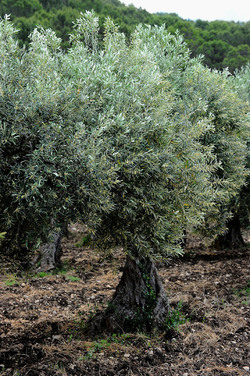 VIGNETO AGRITURISTICO PLANETA a Sambuca di Sicilia. Fotografie di Giulio Azzarello &copy;2014.