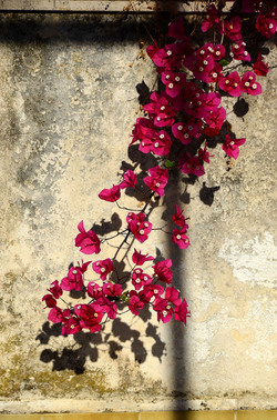 NATURA Violette siciliane in un tipico giardino in estate. Fotografie di Giulio Azzarello &copy;2014.