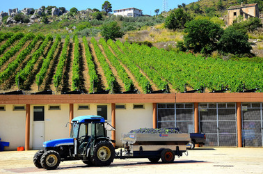 AZIENDA VITIVINICOLA in Sicilia. Fotografie di Giulio Azzarello ©2016. AZIENDA VITIVINICOLA in Sicilia. Fotografie di Giulio Azzarello ©2016.