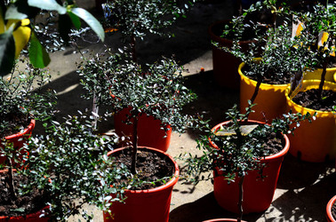 ORTO BOTANICO di Palermo in inverno. Fotografie di Giulio Azzarello &copy;2016.