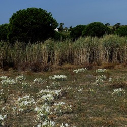SELINUNTE. Fotografie di Giulio Azzarello ©2022. SELINUNTE. Fotografie di Giulio Azzarello ©2022.