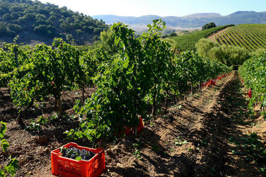 VENDEMMIA a S.Cristina Gela in Sicilia. Fotografie di Giulio Azzarello &copy;2016.