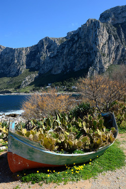 CAPO GALLO riserva marina e naturalistica a Palermo panoramiche e particolari. Fotografie di Giulio Azzarello ©2014. CAPO GALLO riserva marina e naturalistica a Palermo panoramiche e particolari. Fotografie di Giulio Azzarello ©2014.