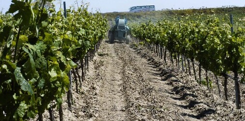 VIGNETO tipico siciliano a Salemi panoramiche e particolari. Fotografie di Giulio Azzarello &copy;2014.