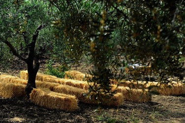 FRANTOIO GULLO ad Aliminusa in Sicilia. Fotografie di Giulio Azzarello &copy;2018.