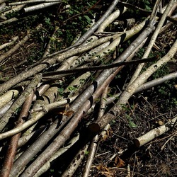 RAMI E ROVI. Fotografie di Giulio Azzarello ©2023. RAMI E ROVI. Fotografie di Giulio Azzarello ©2023.