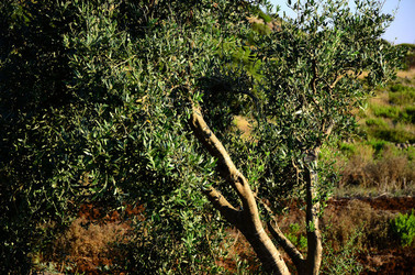 ISOLA DI USTICA la natura. Fotografie di Giulio Azzarello &copy;2016.