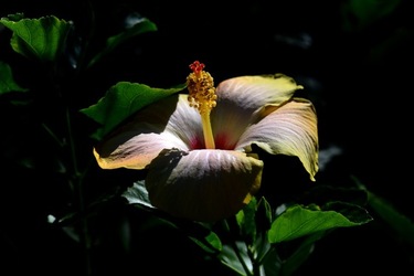 GIARDINO SICILIANO fotografie di Giulio Azzarello &copy;2020.