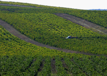 VIGNETO tipico siciliano a Salemi panoramiche e particolari. Fotografie di Giulio Azzarello &copy;2014.