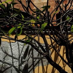 ORTO BOTANICO. Fotografie di Giulio Azzarello &copy;2024.