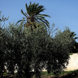 SELINUNTE. Fotografie di Giulio Azzarello ©2022. SELINUNTE. Fotografie di Giulio Azzarello ©2022.