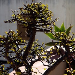 BONSAI. Fotografie di Giulio Azzarello &copy;2022.