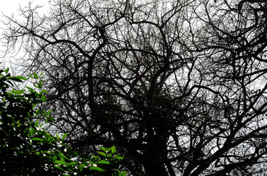 ORTO BOTANICO di Palermo in inverno. Fotografie di Giulio Azzarello &copy;2016.