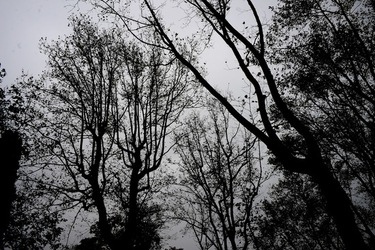 BIENNALE di VENEZIA Arte Contemporanea Giardini. Fotografie di Giulio Azzarello &copy;2020.