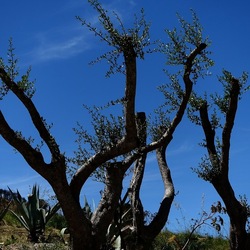 SEGESTA. Fotografie di Giulio Azzarello ©2024. SEGESTA. Fotografie di Giulio Azzarello ©2024.
