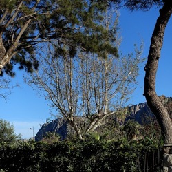 ALBERI. Fotografie di Giulio Azzarello &copy;2024.