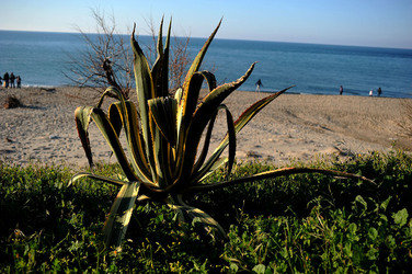 AGAVE selvatica sul mare in Sicilia a Cefalù. Fotografie di Giulio Azzarello ©2014. AGAVE selvatica sul mare in Sicilia a Cefalù. Fotografie di Giulio Azzarello ©2014.