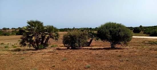PARCO ARCHEOLOGICO DI SELINUNTE. Fotografie di Giulio Azzarello ©2023.