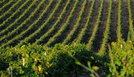 VIGNETO GIOVANE in Sicilia fotografie di Giulio Azzarello &copy;2016.