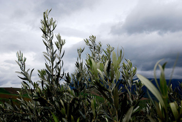 TIPICO FRANTOIO fotografie di Giulio Azzarello ©2014. TIPICO FRANTOIO fotografie di Giulio Azzarello ©2014.