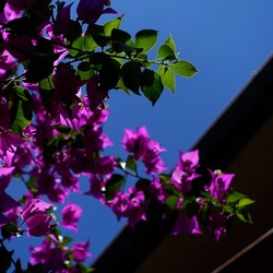 GIARDINO SICILIANO. Fotografie di Giulio Azzarello ©2022. GIARDINO SICILIANO. Fotografie di Giulio Azzarello ©2022.