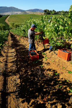 VENDEMMIA a S.Cristina Gela i coltivatori. Fotografie di Giulio Azzarello ©2016. VENDEMMIA a S.Cristina Gela i coltivatori. Fotografie di Giulio Azzarello ©2016.