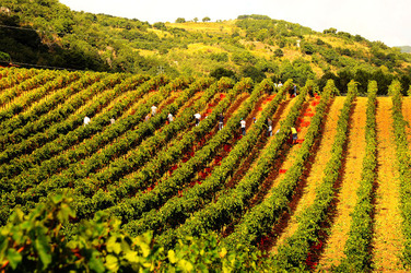 VENDEMMIA di AUTUNNO a S.Cristina Gela in Sicilia. Fotografie di Giulio Azzarello &copy;2016.