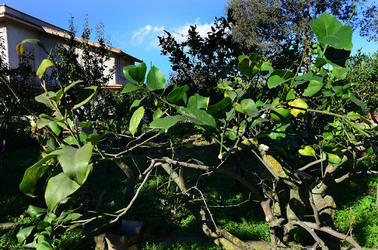 AGRUMETO SICILIANO in autunno. Fotografie di Giulio Azzarello &copy;2014.
