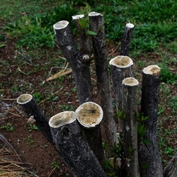TRONCHI. Fotografie di Giulio Azzarello ©2022.