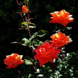 ROSETO. Fotografie di Giulio Azzarello &copy;2022.