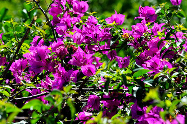 NATURA Violette siciliane in un tipico giardino in estate. Fotografie di Giulio Azzarello &copy;2014.